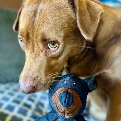 Juguete Indestructible Para Perros Viral TikTok