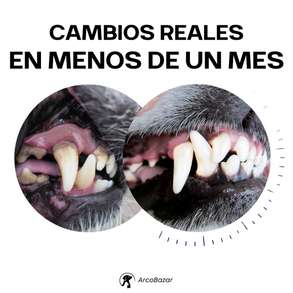 Hueso Divertido y Saludable
