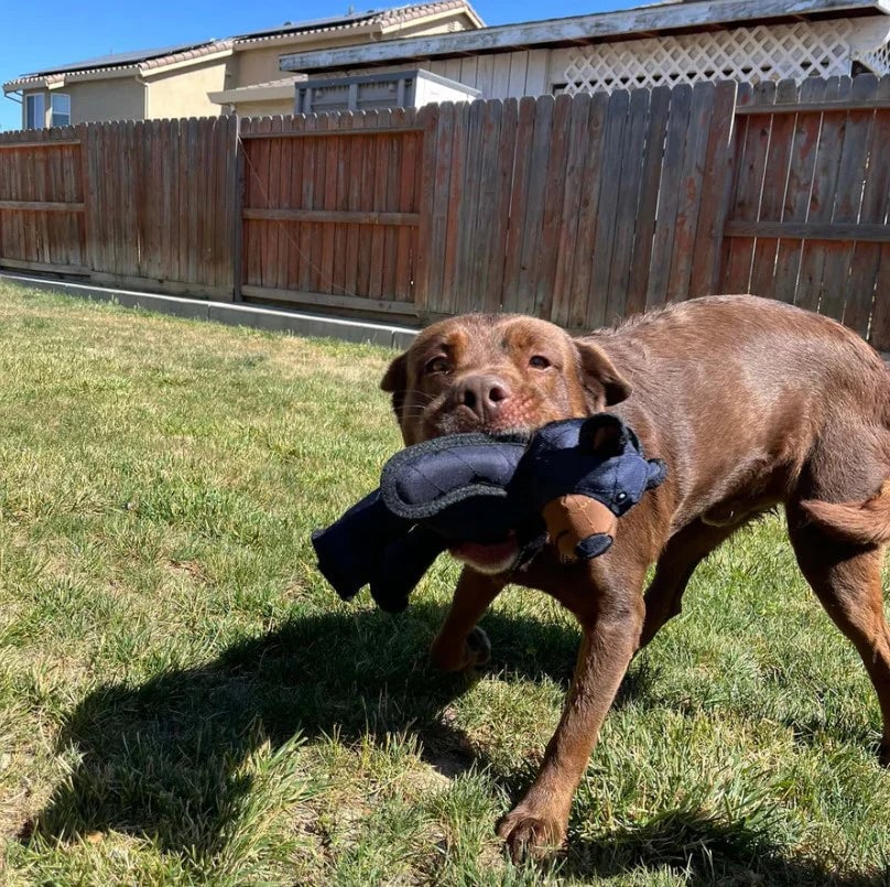 Juguete Indestructible Para Perros Viral TikTok